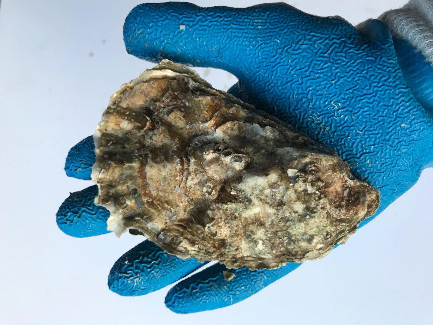 5 Dozen Large oysters (60count)