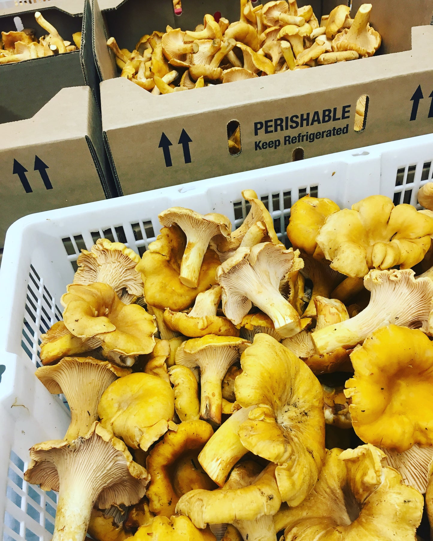 2 Lbs Chanterelle Wild mushroom