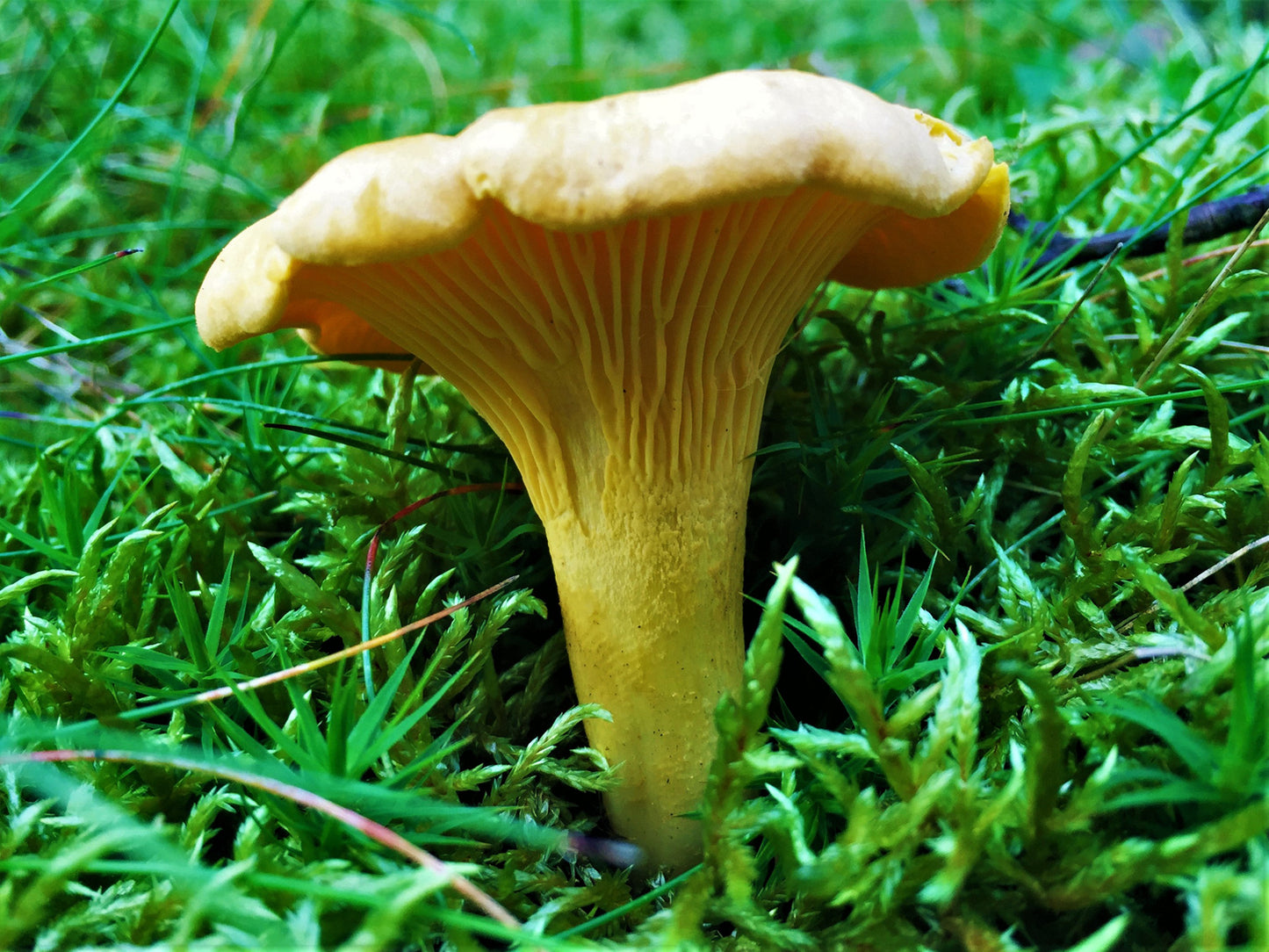 2 Lbs Chanterelle Wild mushroom