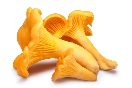 2 Lbs Chanterelle Wild mushroom