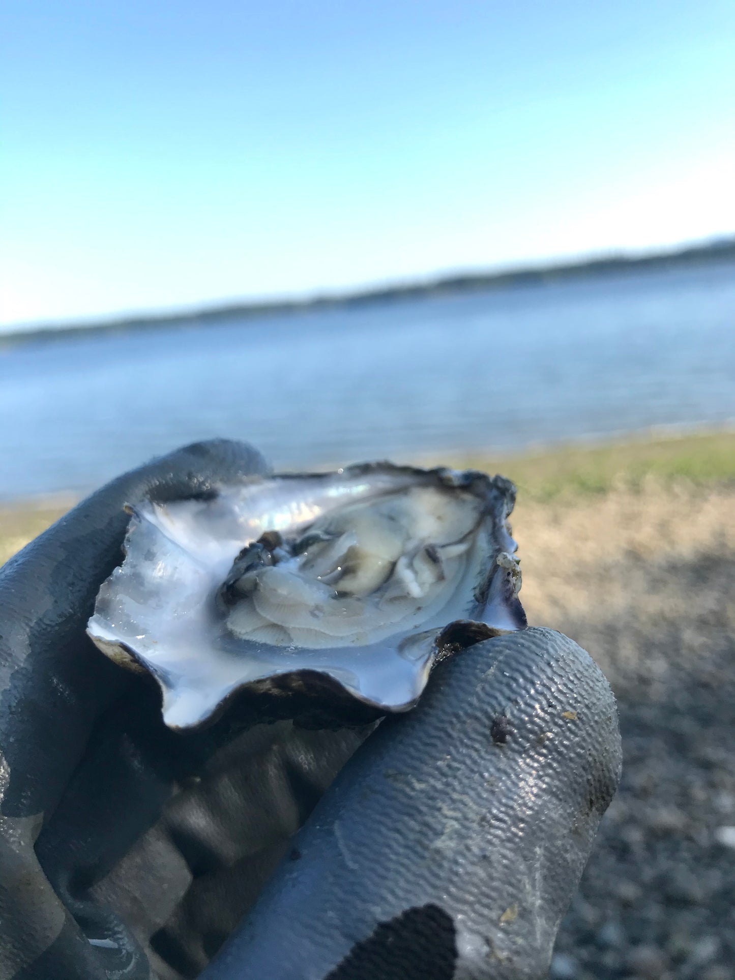 5 dozen Hoshi oyster (60count)